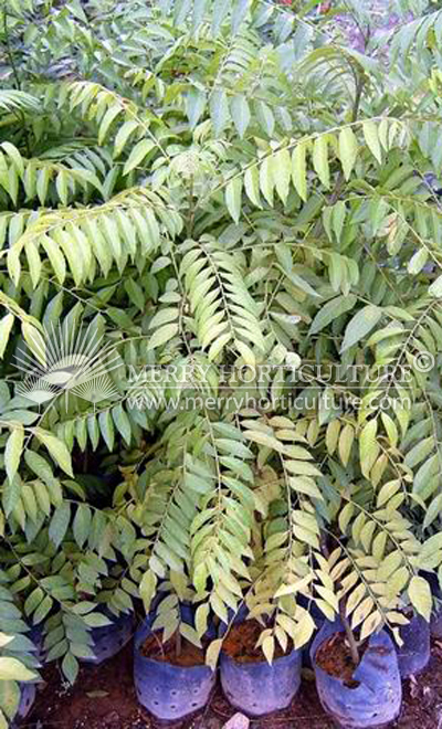 Murraya koenigjii (Curry leaves)